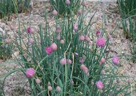 Attēlu rezultāti vaicājumam “Allium schoenoprasum bud”