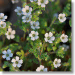 Attēlu rezultāti vaicājumam “Hydrophyllaceae”