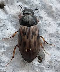 Attēlu rezultāti vaicājumam “Aphodius sp.”