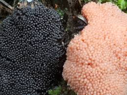 Attēlu rezultāti vaicājumam “Tubifera magna”