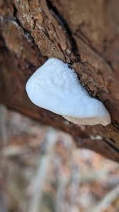 Attēlu rezultāti vaicājumam “Tyromyces chioneus”