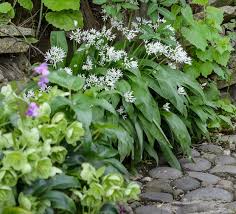 Attēlu rezultāti vaicājumam “Cenolophium denudatum leaf”