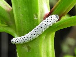 Attēlu rezultāti vaicājumam “Tenthredo scrophulariae larva”