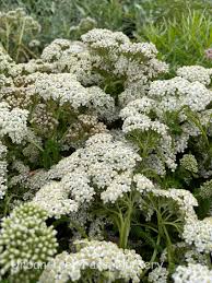 Image result for Achillea millefolium