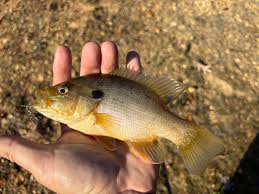 Image result for Leiostomus xanthurus