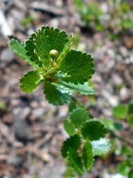 Attēlu rezultāti vaicājumam “Betula nana leaf”