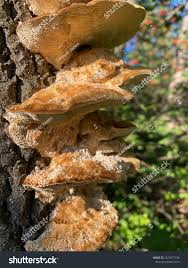 Attēlu rezultāti vaicājumam “Phellinus pini”