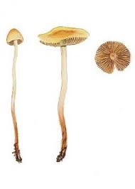 Attēlu rezultāti vaicājumam “Clavulinopsis cinerioides”