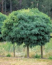 Attēlu rezultāti vaicājumam “Robinia”