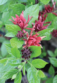 Attēlu rezultāti vaicājumam “Calycanthus floridus”