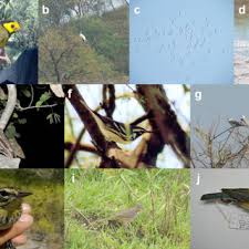 Image result for Wilsonia citrina