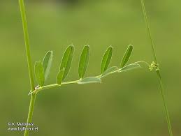Attēlu rezultāti vaicājumam “Vicia angustifolia”
