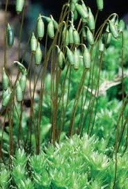 Attēlu rezultāti vaicājumam “Mnium hornum”