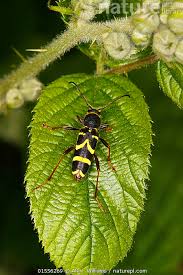 Attēlu rezultāti vaicājumam “Clytus arietis”