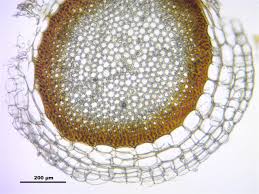 Attēlu rezultāti vaicājumam “Sphagnum centrale”