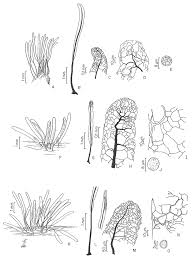 Attēlu rezultāti vaicājumam “Stemonitis fusca”