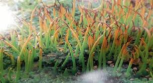 Attēlu rezultāti vaicājumam “Paraleucobryum longifolium sporophyte”