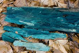 Attēlu rezultāti vaicājumam “Chlorociboria aeruginascens”