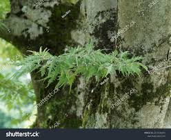 Attēlu rezultāti vaicājumam “Fagus sylvatica fo. laciniata”