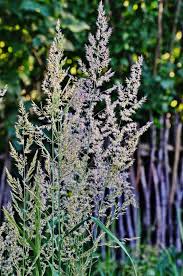 Attēlu rezultāti vaicājumam “Calamagrostis arundinacea leaf”