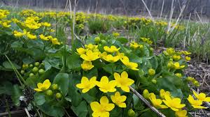 Attēlu rezultāti vaicājumam “Caltha palustris”