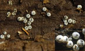 Attēlu rezultāti vaicājumam “Lasiosphaeria ovina spores”