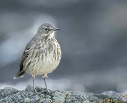 Attēlu rezultāti vaicājumam “Anthus petrosus adult”
