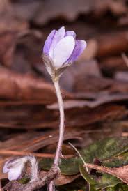 Attēlu rezultāti vaicājumam “Hepatica nobilis bud”