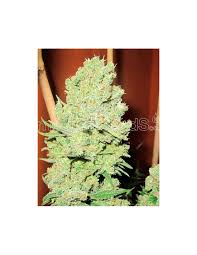 Resultado de imagen para la marihuana channel