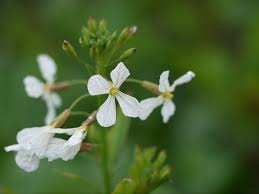 Attēlu rezultāti vaicājumam “Raphanus raphanistrum flower”