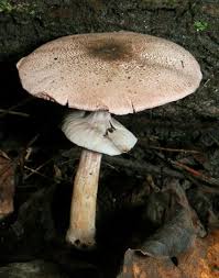 Attēlu rezultāti vaicājumam “Agaricus”