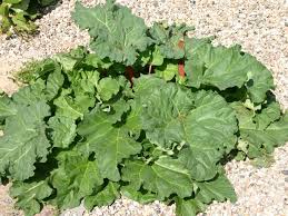Attēlu rezultāti vaicājumam “Rheum rhabarbarum fruit”