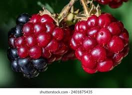 Attēlu rezultāti vaicājumam “Rubus caesius fruit”