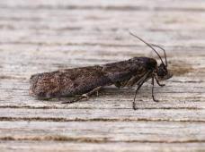 Attēlu rezultāti vaicājumam “Apomyelois bistriatella”