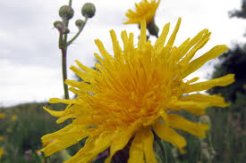 Attēlu rezultāti vaicājumam “Crepis tectorum flower”