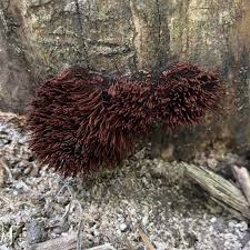 Attēlu rezultāti vaicājumam “Stemonitis splendens spores”