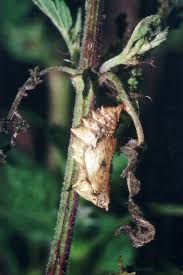 Attēlu rezultāti vaicājumam “Araschnia levana larva”