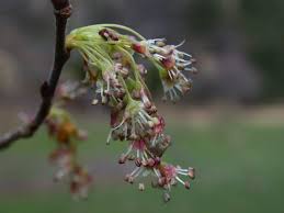 Attēlu rezultāti vaicājumam “Ulmus laevis”