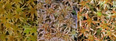 Attēlu rezultāti vaicājumam “Sphagnum angustifolium”