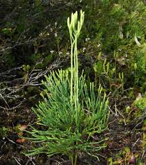 Attēlu rezultāti vaicājumam “Diphasium complanatum”