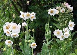 Image result for Meconopsis betonicifolia alba