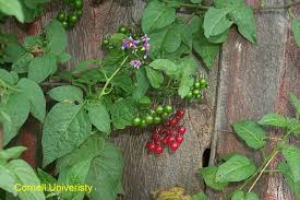 Attēlu rezultāti vaicājumam “Solanum dulcamara fruit”