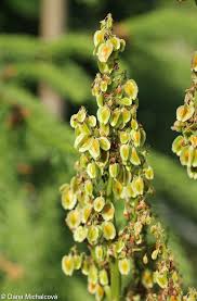 Attēlu rezultāti vaicājumam “Rheum rhabarbarum flower”