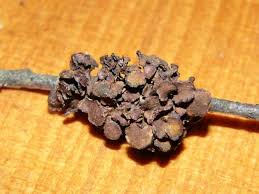 Attēlu rezultāti vaicājumam “Cetraria sepincola”