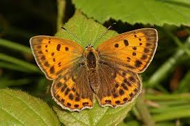 Attēlu rezultāti vaicājumam “Lycaena virgaureae”