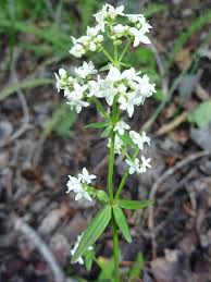 Attēlu rezultāti vaicājumam “Galium boreale flower”