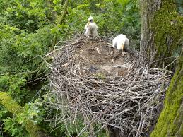 Attēlu rezultāti vaicājumam “Ciconia nigra nest”