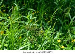 Attēlu rezultāti vaicājumam “Scirpus sylvaticus leaf”