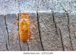 Attēlu rezultāti vaicājumam “Sacchiphantes abietis exuvia”