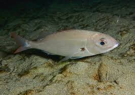 Image result for Pagellus bogaraveo